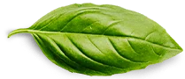 basil leaf